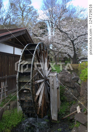 Water mill and cherry tree Water mill and cherry tree 124729016