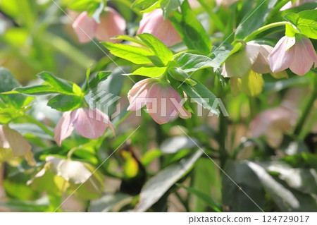 漂亮的聖誕玫瑰花 124729017