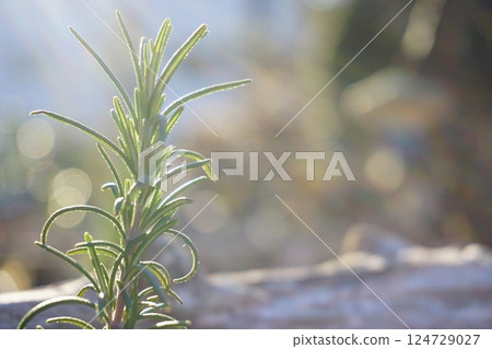 早晨陽光下的迷迭香 早晨陽光下的迷迭香 124729027