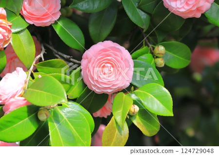 粉紅少女山茶花 124729048