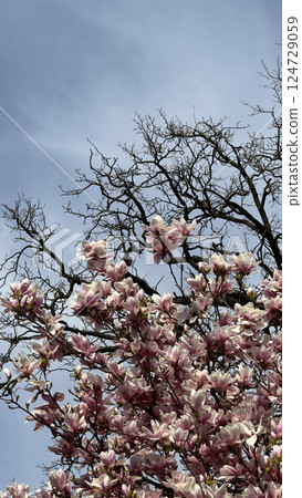 Blooming Magnolia Tree Against a Clear Blue Sky in Spring 124729059
