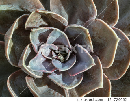 Top view of Echeveria Perle von Nurnberg (Flat rosettes) Succulent plant with purple and pink- grey leaves. 124729062