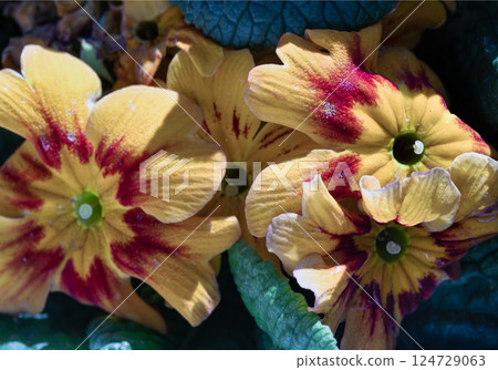 Primula Marietta with its lovely bright yellow petals and a marvellous addition to any garden., Selected focus. Primula Marietta with its lovely bright yellow petals and a marvellous addition to any garden., Selected focus. 124729063