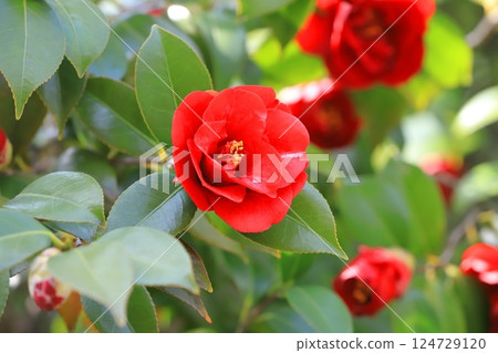 Red camellia flower 124729120