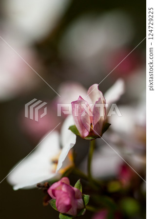 Pink snow willow 124729225