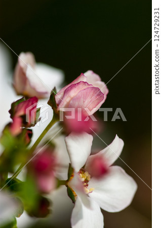 Pink snow willow 124729231