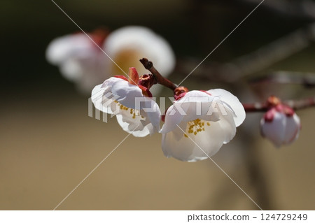 梅花的特寫，白色花瓣盛開在樹枝的末端 124729249