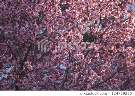 近距離觀察盛開的深粉紅色岡目櫻花樹 124729250