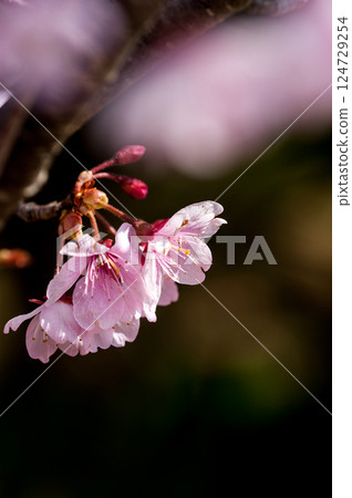 Sakura Kawazu Sakura Before the makeup blooms 124729254