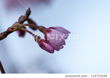Sakura Kawazu Sakura Before the makeup blooms Sakura Kawazu Sakura Before the makeup blooms 124729266