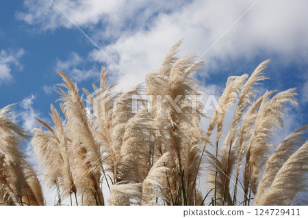 Pampas Grass Silhouetted Against a Bright Blue Sky with Fluffy, Whimsical Clouds Pampas Grass Silhouetted Against a Bright Blue Sky with Fluffy, Whimsical Clouds 124729411