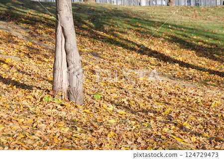 Autumn Serenity Vibrant Leaves Framing a Textured Tree Trunk in the Peaceful Environment Autumn Serenity Vibrant Leaves Framing a Textured Tree Trunk in the Peaceful Environment 124729473