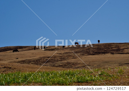 Cape Toi, wild horses of Komatsugaoka Cape Toi, wild horses of Komatsugaoka 124729517