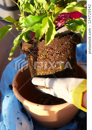 Transplanting a Potted Plant During Bright Sunshine Can Be Quite an Enjoyable Experience 124729542