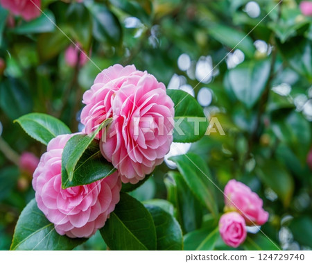 一朵粉色重瓣山茶花靜靜地盛開 124729740