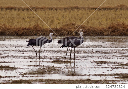 Crane Habitat in Izumi: Hooded Cranes Crane Habitat in Izumi: Hooded Cranes 124729824