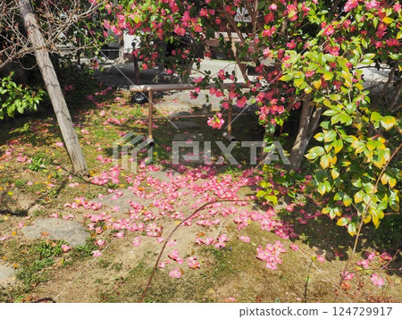 迷幻的神廟 迷幻的神廟 124729917