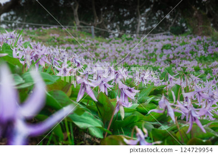A cluster of dogtooth violets, Ishinomakiyama, Toyohashi, Nishikawa district, Dogtooth Violets 124729954