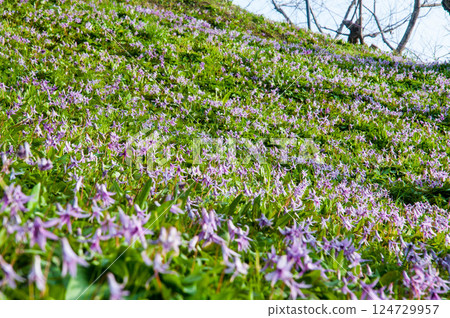Dogtooth violets blooming in the spring fields. Toyohashi Ishinomakiyama Nishikawa district Dogtooth violets 124729957