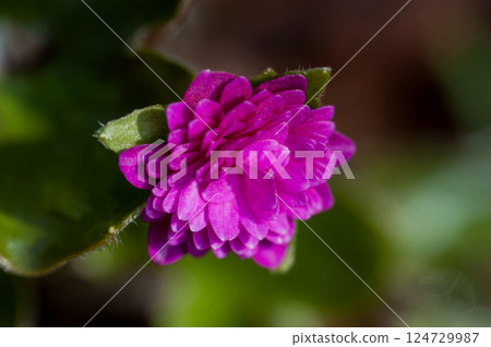 Snowdrops Pink Red Purple Thousand-layered flowers 124729987