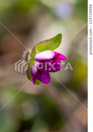 Snowdrops Pink Red Purple Snowdrops Pink Red Purple 124729988