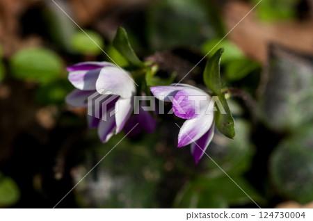 Snow Bunny Purple 124730004