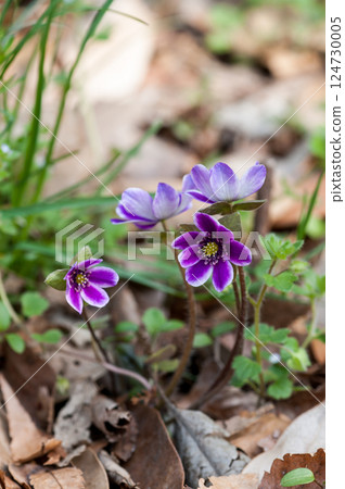 Snow Bunny Purple 124730005