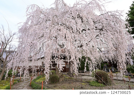 本滿寺,盛開的垂枝櫻花,京都市 本滿寺,盛開的垂枝櫻花,京都市 124730025