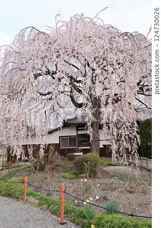 本滿寺，盛開的垂枝櫻花，京都市 124730026