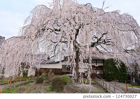 本滿寺,盛開的垂枝櫻花,京都市 本滿寺,盛開的垂枝櫻花,京都市 124730027