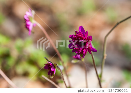Snowdrops, red, reddish purple, thousand-layered flowers Snowdrops, red, reddish purple, thousand-layered flowers 124730031