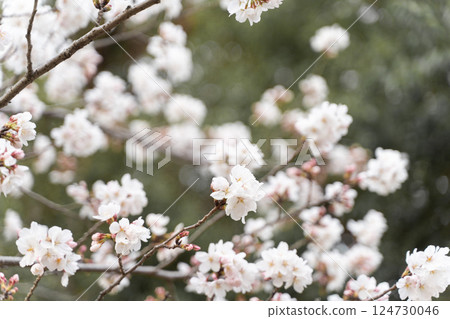 Cherry blossoms in full bloom swaying in the spring breeze⑤ 124730046