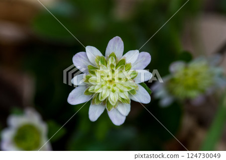 Snowdrop, light purple, thousand-layered flowers Snowdrop, light purple, thousand-layered flowers 124730049