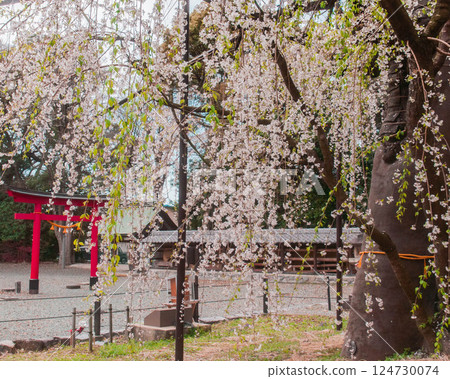 A 350-year-old weeping cherry tree in full bloom at Noyori Hachiman Shrine, Toyohashi City, Aichi Prefecture 124730074