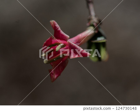 A wild plant that blooms in early spring: the pale pink flowers of Caprifoliaceae 124730148