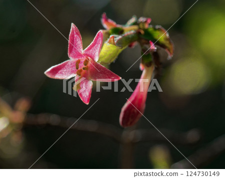 早春開花的野生植物:忍者冬科的淡粉紅色花朵 早春開花的野生植物:忍者冬科的淡粉紅色花朵 124730149