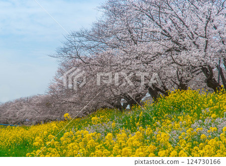 Cherry blossoms and rape blossoms in full bloom against the blue sky. Aichi, Toyokawa City, Sanagawa River Bank, Toyokawa Inari Shrine, Hongu Mountain Cherry blossoms and rape blossoms in full bloom against the blue sky. Aichi, Toyokawa City, Sanagawa River Bank, Toyokawa Inari Shrine, Hongu Mountain 124730166