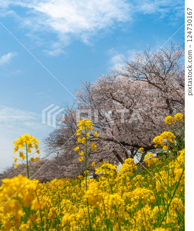 油菜花田與藍天、愛知縣、豐川市、佐奈川河岸、豐川稻荷、本宮山 油菜花田與藍天、愛知縣、豐川市、佐奈川河岸、豐川稻荷、本宮山 124730167
