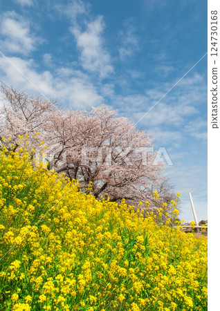 油菜花和櫻花盛開的風景。愛知縣、豐川市、真川河畔、豐川稻荷神社、本宮山 124730168