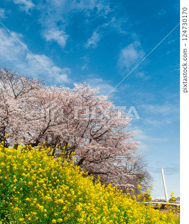 油菜花和櫻花盛開的風景。愛知縣、豐川市、真川河畔、豐川稻荷神社、本宮山 油菜花和櫻花盛開的風景。愛知縣、豐川市、真川河畔、豐川稻荷神社、本宮山 124730170
