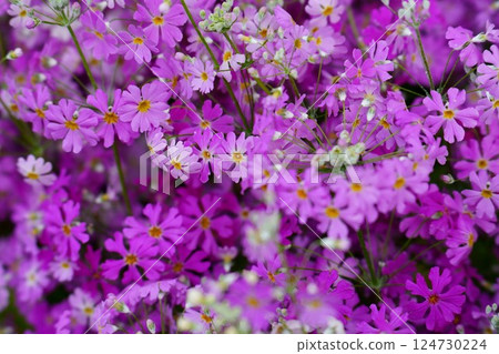 Primrose in full bloom 124730224