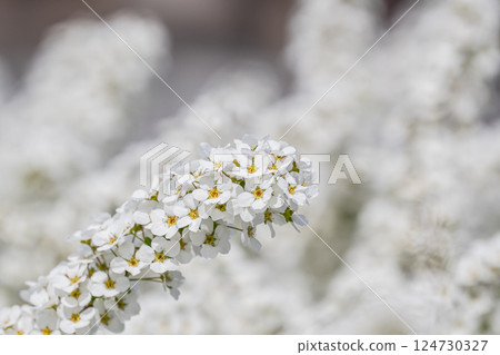 繡線 繡線 124730327