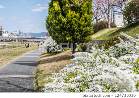 White flowers blooming along the Kamo River promenade: Spiraea spicata, Kyoto City 124730330