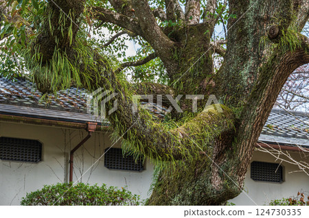Trees with epiphytes Trees with epiphytes 124730335