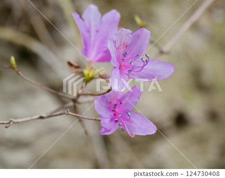 鄉村的春天被深紫色的花朵點綴著。杜鵑花科杜鵑花杜鵑花 124730408