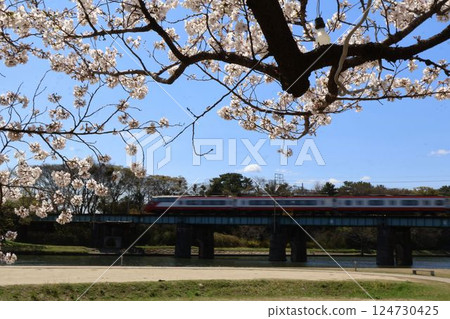 Okazaki Castle and Cherry Blossoms Okazaki Castle and Cherry Blossoms 124730425