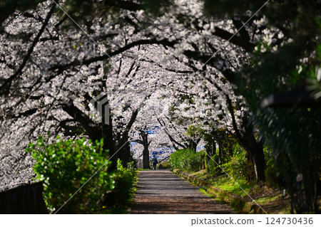 Cherry tree in full bloom  124730436
