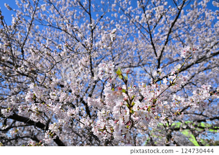 Cherry tree in full bloom  124730444