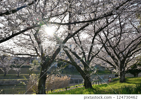 櫻桃樹盛開 櫻桃樹盛開 124730462