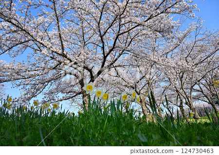 櫻桃樹盛開 櫻桃樹盛開 124730463